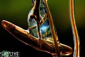 ?莼菜什么時(shí)節(jié)有？莼菜什么時(shí)候采摘？