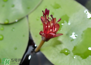 莼菜能放冰箱嗎？莼菜怎么保存？