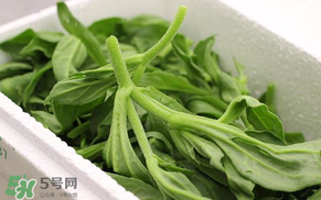 冰菜什么人不適宜吃？冰菜什么體質(zhì)不能吃？