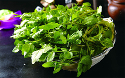 西洋菜怎么摘洗？西洋菜怎么洗才干凈