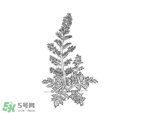 白蒿孕婦能吃嗎？孕婦可以吃白蒿嗎？