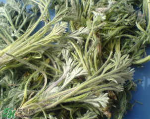 白蒿能治黃疸嗎？白蒿水可以治黃疸嗎？