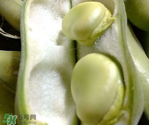 蠶豆多少錢一斤？蠶豆多少錢一斤2017？
