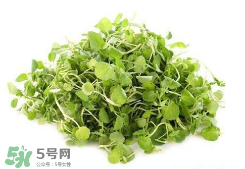 孕婦能吃西洋菜嗎？孕婦可以吃西洋菜嗎