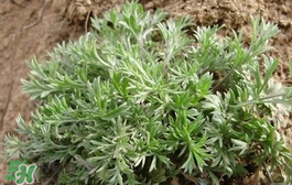 白蒿多少錢一斤？白蒿的價(jià)格