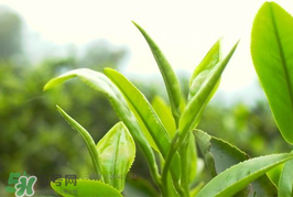 谷雨為什么喝谷雨茶？谷雨茶是什么茶？