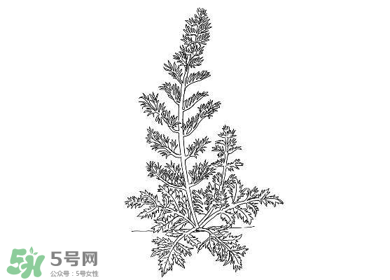 白蒿能生吃嗎？白蒿能不能生吃？