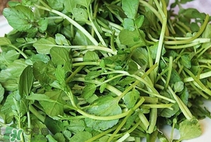 西洋菜是什么菜？西洋菜是什么樣的