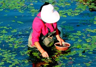 莼菜是什么菜？莼菜是荷葉嗎？