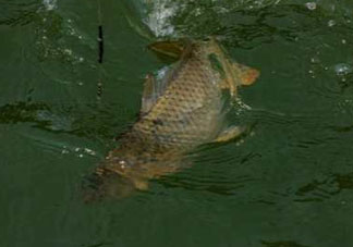 谷雨好釣魚(yú)嗎？谷雨釣魚(yú)用什么餌料？