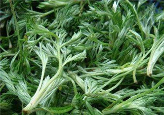 白蒿能治黃疸嗎？白蒿水可以治黃疸嗎？