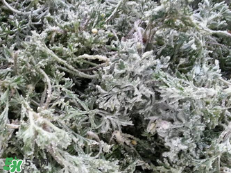 白蒿怎么做好吃？白蒿的做法
