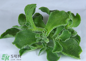 冰草可以放冰箱嗎？冰草能用冰塊保存嗎？