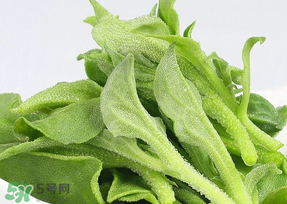 冰草可以放冰箱嗎？冰草能用冰塊保存嗎？