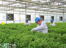 ?冰草為什么會(huì)酸？冰草為什么是酸的？
