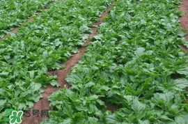 冰菜什么季節(jié)種植？冰菜怎么種植？