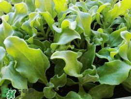 冰菜什么季節(jié)種植？冰菜怎么種植？