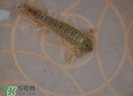 蝦爬子怎么保存？蝦爬子怎么保存才新鮮？