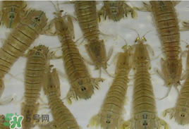 蝦爬子怎么保存？蝦爬子怎么保存才新鮮？