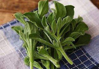 吃冰菜有什么好處？冰菜吃了有什么好處？
