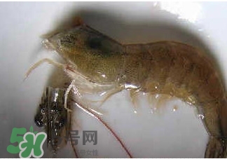 油燜大蝦怎么洗？油燜大蝦怎么清洗