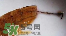 油燜大蝦怎么洗？油燜大蝦怎么清洗