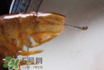 油燜大蝦怎么洗？油燜大蝦怎么清洗