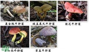 牛肝菌有毒嗎？有毒牛肝菌圖片