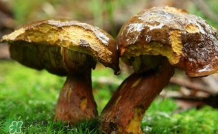 牛肝菌有毒嗎？有毒牛肝菌圖片