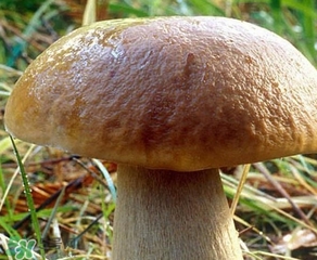 美味牛肝菌多少錢一斤？一斤牛肝菌多少錢？