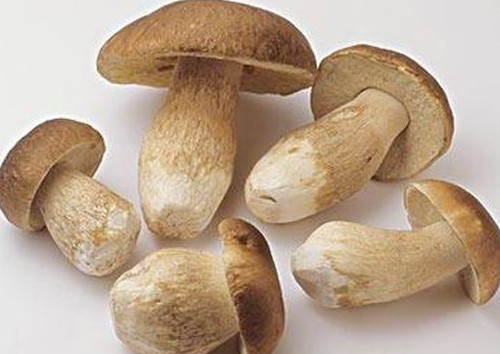 牛肝菌怎么吃？牛肝菌怎么做不會(huì)中毒