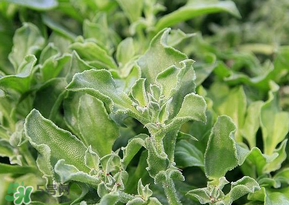 冰菜是什么菜？冰菜和冰草一樣嗎？