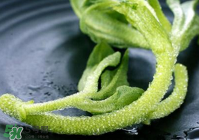 冰菜是什么菜？冰菜和冰草一樣嗎？