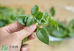 冰菜和穿心蓮是同一種菜嗎？冰菜和穿心蓮是一科嗎？