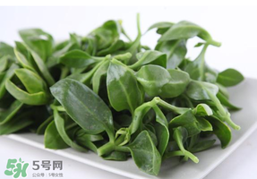 冰菜和穿心蓮是同一種菜嗎？冰菜和穿心蓮是一科嗎？