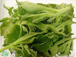 冰菜可以生吃嗎？冰菜能生吃嗎？