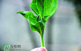冰菜怎么吃？冰菜可以炒著吃嗎？