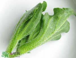 冰菜怎么吃？冰菜可以炒著吃嗎？