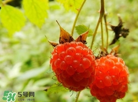 刺泡怎么吃？刺泡使用方法