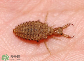 蟻獅價(jià)格多少錢一斤？蟻獅多少錢一克？