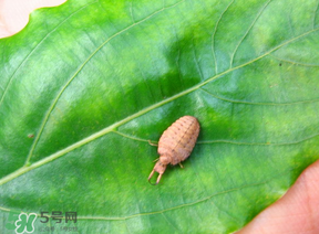 蟻獅價(jià)格多少錢一斤？蟻獅多少錢一克？