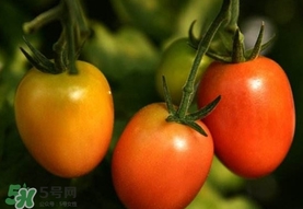 圣女果是小西紅柿嗎？圣女果和西紅柿的區(qū)別