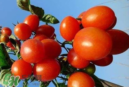 怎樣種植小番茄？小番茄怎么種