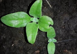 冰菜是什么菜？冰菜和冰草一樣嗎？