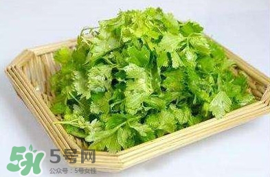 芹菜葉能吃嗎？芹菜葉可以吃嗎
