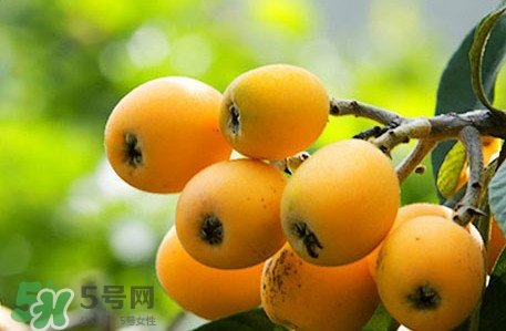 枇杷不能和什么一起吃？枇杷不能跟什么一起吃