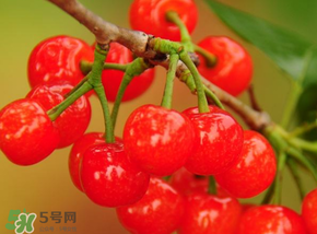 櫻桃可以帶上飛機嗎？坐飛機可以帶櫻桃嗎？