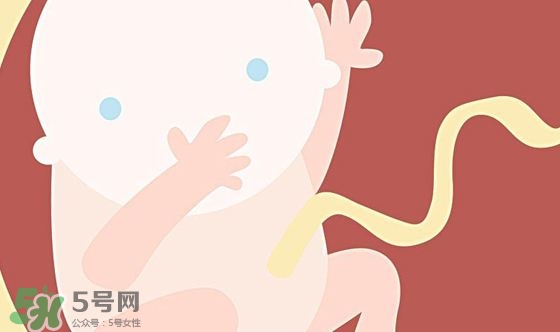 胎兒發(fā)育關(guān)鍵時期是什么時候？胎兒發(fā)育黃金期