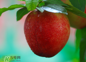 油桃多少錢一斤？油桃多少錢一斤2017？
