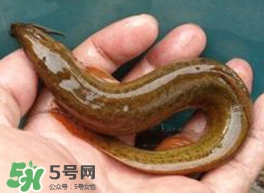 泥鰍如何養(yǎng)？野生泥鰍怎么養(yǎng)